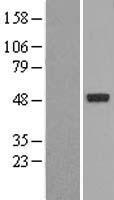 NR1I2 / PXR Protein - Western validation with an anti-DDK antibody * L: Control HEK293 lysate R: Over-expression lysate