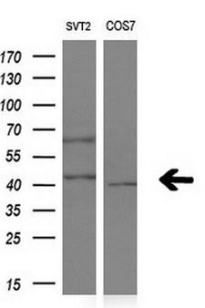 NR1I3 / CAR Antibody - Western blot analysis of extracts. (10ug) from 2 different cell lines by using anti-NR1I3 monoclonal antibody. (1:200)