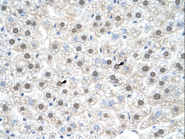 NR1I3 / CAR Antibody - Mouse Liver.  This image was taken for the unconjugated form of this product. Other forms have not been tested.