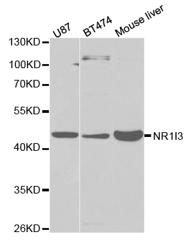 NR1I3 / CAR Antibody - Western blot analysis of extracts of various cell lines.