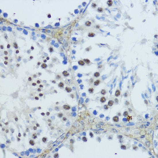 NR1I3 / CAR Antibody - Immunohistochemistry of paraffin-embedded Mouse testis using NR1I3 Polyclonal Antibody at dilution of 1:200 (40x lens).