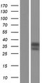 NR1I3 / CAR Protein - Western validation with an anti-DDK antibody * L: Control HEK293 lysate R: Over-expression lysate