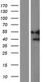 NR1I3 / CAR Protein - Western validation with an anti-DDK antibody * L: Control HEK293 lysate R: Over-expression lysate