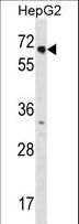 NR2C1 Antibody - NR2C1 Antibody western blot of HepG2 cell line lysates (35 ug/lane). The NR2C1 antibody detected the NR2C1 protein (arrow).