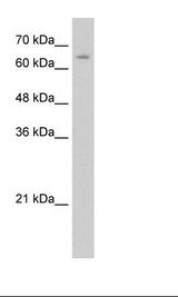 NR2C1 Antibody - HepG2 Cell Lysate.  This image was taken for the unconjugated form of this product. Other forms have not been tested.
