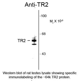 NR2C1 Antibody