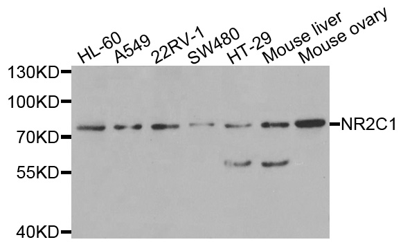 NR2C1 Antibody - Western blot analysis of extracts of various cells.