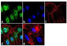 NR2C1 Antibody - TR2 Antibody in Immunofluorescence (IF)