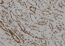 NR2C1 Antibody - 1:100 staining human kidney tissue by IHC-P. The sample was formaldehyde fixed and a heat mediated antigen retrieval step in citrate buffer was performed. The sample was then blocked and incubated with the antibody for 1.5 hours at 22°C. An HRP conjugated goat anti-rabbit antibody was used as the secondary.
