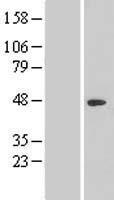 NR2C1 Protein - Western validation with an anti-DDK antibody * L: Control HEK293 lysate R: Over-expression lysate