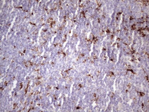 NR2C2 / TAK1 Antibody - Immunohistochemical staining of paraffin-embedded Human lymph node tissue within the normal limits using anti-NR2C2 mouse monoclonal antibody. (Heat-induced epitope retrieval by 1 mM EDTA in 10mM Tris, pH8.5, 120C for 3min. (1:150)
