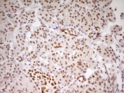 NR2C2 / TAK1 Antibody - Immunohistochemical staining of paraffin-embedded Human pancreas tissue within the normal limits using anti-NR2C2 mouse monoclonal antibody. (Heat-induced epitope retrieval by 1 mM EDTA in 10mM Tris, pH8.5, 120C for 3min,