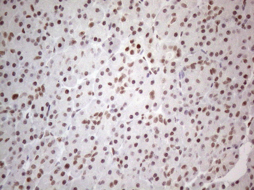 NR2C2 / TAK1 Antibody - Immunohistochemical staining of paraffin-embedded Human pancreas tissue within the normal limits using anti-NR2C2 mouse monoclonal antibody. (Heat-induced epitope retrieval by 1mM EDTA in 10mM Tris buffer. (pH8.5) at 120°C for 3 min. (1:150)
