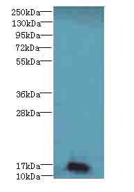 NR2C2AP / TRA16 Antibody - Western blot. All lanes: NR2C2AP antibody at 4 ug/ml+HL4- whole cell lysate Goat polyclonal to rabbit at 1:10000 dilution. Predicted band size: 16 kDa. Observed band size: 16 kDa.