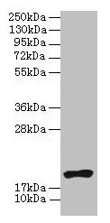 NR2C2AP / TRA16 Antibody - Western blot All lanes: NR2C2AP antibody at 4µg/ml + HL60 whole cell lysate Secondary Goat polyclonal to rabbit IgG at 1/10000 dilution Predicted band size: 16, 20 kDa Observed band size: 16 kDa