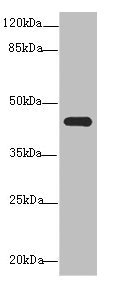 NR2E1 / TLX Antibody - Western blot All Lanes: NR2E1antibody at 3.2ug/ml+ Mouse brain tissue Goat polyclonal to rabbit at 1/10000 dilution Predicted band size: 43,47 kDa Observed band size: 43 kDa
