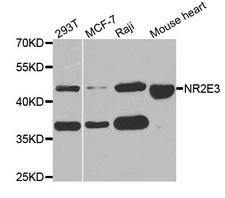 NR2E3 / PNR Antibody - Western blot analysis of extracts of various cell lines.