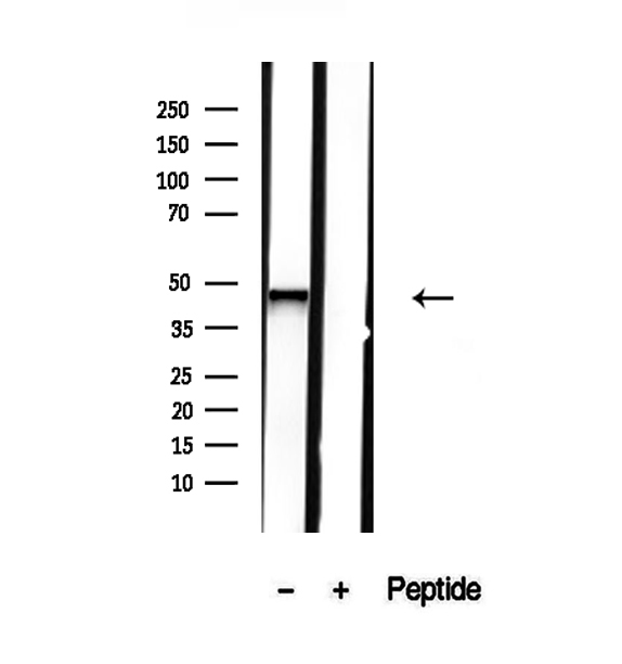 NR2E3 / PNR Antibody - Western blot analysis of extracts of mouse eye tissue using NR2E3 antibody.