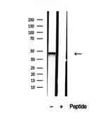 NR2E3 / PNR Antibody - Western blot analysis of extracts of mouse eye tissue using NR2E3 antibody.