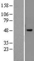 NR2E3 / PNR Protein - Western validation with an anti-DDK antibody * L: Control HEK293 lysate R: Over-expression lysate