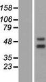 NR2E3 / PNR Protein - Western validation with an anti-DDK antibody * L: Control HEK293 lysate R: Over-expression lysate