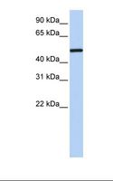 NR2F1 / Coup-TF Antibody - Transfected 293T cell lysate. Antibody concentration: 1.0 ug/ml. Gel concentration: 12%.  This image was taken for the unconjugated form of this product. Other forms have not been tested.