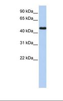 NR2F1 / Coup-TF Antibody - Transfected 293T cell lysate. Antibody concentration: 1.0 ug/ml. Gel concentration: 12%.  This image was taken for the unconjugated form of this product. Other forms have not been tested.