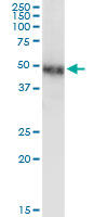 NR2F1 / Coup-TF Antibody - NR2F1 monoclonal antibody (M01), clone 1A4. Western Blot analysis of NR2F1 expression in human placenta.