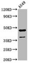 NR2F1 / Coup-TF Antibody - Western Blot Positive WB detected in: A549 whole cell lysate All Lanes: NR2F1 antibody at 3.4µg/ml Secondary Goat polyclonal to rabbit IgG at 1/50000 dilution Predicted band size: 47 KDa Observed band size: 47 KDa
