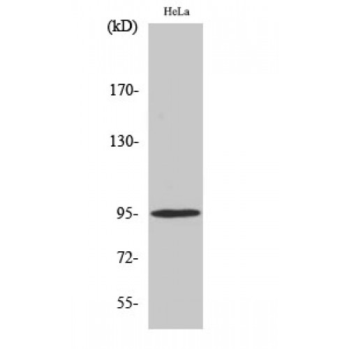 NR3C1/Glucocorticoid Receptor Antibody - Western blot of Phospho-GR (S211) antibody