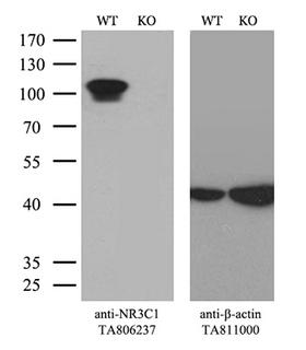 NR3C1/Glucocorticoid Receptor Antibody - Equivalent amounts of cell lysates  and NR3C1-Knockout Hela cells  were separated by SDS-PAGE and immunoblotted with anti-NR3C1 monoclonal antibodyThen the blotted membrane was stripped and reprobed with anti-b-actin antibody  as a loading control. (1:500)