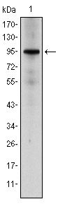 NR3C1/Glucocorticoid Receptor Antibody - Glucocorticoid Receptor Antibody in Western Blot (WB)