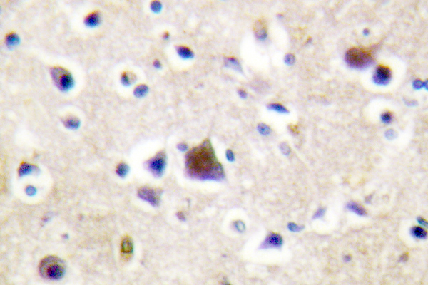 NR3C1/Glucocorticoid Receptor Antibody - IHC of GR (L224) pAb in paraffin-embedded human brain tissue.