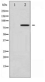 NR3C1/Glucocorticoid Receptor Antibody - Western blot of GR expression in PMA treated Jurkat whole cell lysates,The lane on the left is treated with the antigen-specific peptide.using Phospho-Akt(Ser473) Antibody.
