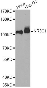 NR3C1/Glucocorticoid Receptor Antibody - Western blot analysis of extracts of various cell lines, using NR3C1 antibody at 1:1000 dilution. The secondary antibody used was an HRP Goat Anti-Rabbit IgG (H+L) at 1:10000 dilution. Lysates were loaded 25ug per lane and 3% nonfat dry milk in TBST was used for blocking.