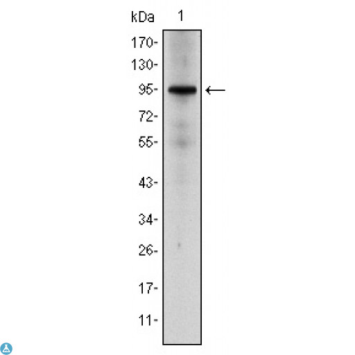NR3C1/Glucocorticoid Receptor Antibody - Western Blot (WB) analysis using GR Monoclonal Antibody against HeLa cell lysate.