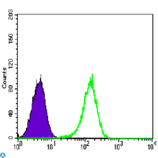 NR3C1/Glucocorticoid Receptor Antibody - Flow cytometric (FCM) analysis of K562 cells using GR Monoclonal Antibody (green) and negative control (purple).
