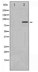 NR3C1/Glucocorticoid Receptor Antibody - Western blot of GR phosphorylation expression in dexamethasone treated A549 whole cell lysates,The lane on the left is treated with the antigen-specific peptide.