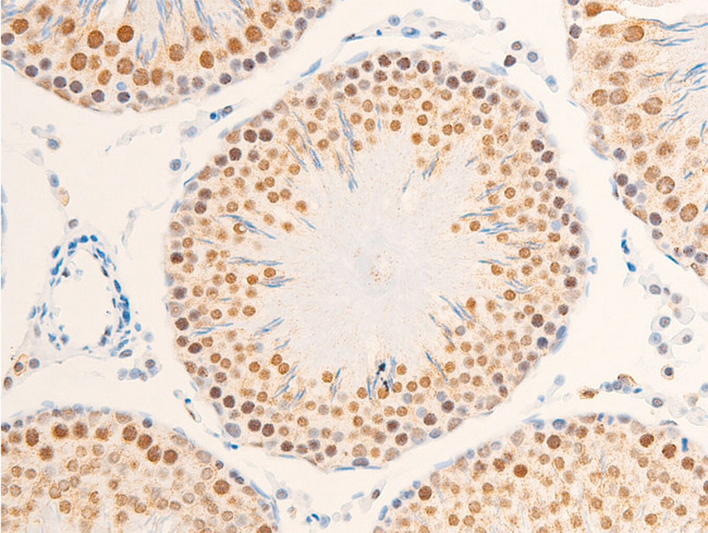 NR3C1/Glucocorticoid Receptor Antibody - 1:100 staining rat testis tissue by IHC-P. The tissue was formaldehyde fixed and a heat mediated antigen retrieval step in citrate buffer was performed. The tissue was then blocked and incubated with the antibody for 1.5 hours at 22°C. An HRP conjugated goat anti-rabbit antibody was used as the secondary.