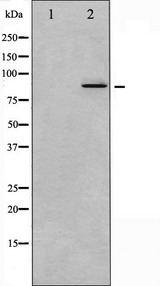NR3C1/Glucocorticoid Receptor Antibody - Western blot analysis of GR phosphorylation expression in dexamethason treated A549 whole cells lysates. The lane on the left is treated with the antigen-specific peptide.