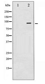 NR3C1/Glucocorticoid Receptor Antibody - Western blot of GR phosphorylation expression in Heatshock treated HeLa whole cell lysates,The lane on the left is treated with the antigen-specific peptide.