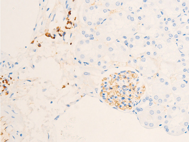 NR3C1/Glucocorticoid Receptor Antibody - 1:100 staining mouse kidney tissue by IHC-P. The tissue was formaldehyde fixed and a heat mediated antigen retrieval step in citrate buffer was performed. The tissue was then blocked and incubated with the antibody for 1.5 hours at 22°C. An HRP conjugated goat anti-rabbit antibody was used as the secondary.