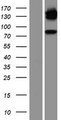NR3C1/Glucocorticoid Receptor Protein - Western validation with an anti-DDK antibody * L: Control HEK293 lysate R: Over-expression lysate