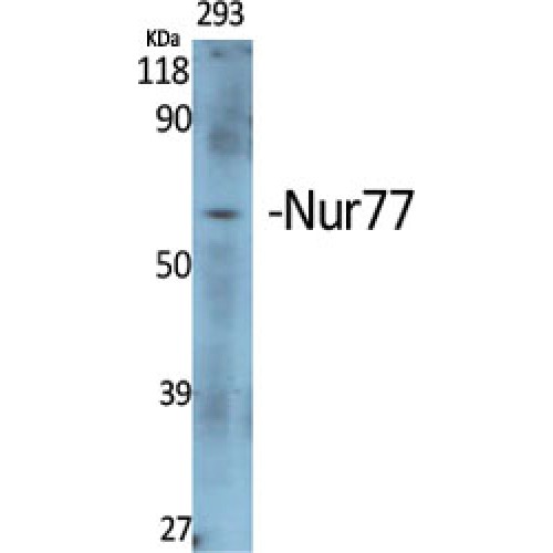 NR4A1 / NUR77 Antibody - Western blot of Nur77 antibody