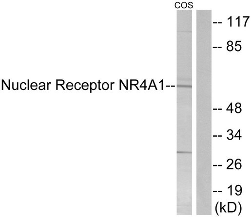 NR4A1 / NUR77 Antibody - Western blot analysis of lysates from COS7 cells, using Nuclear Receptor NR4A1 Antibody. The lane on the right is blocked with the synthesized peptide.