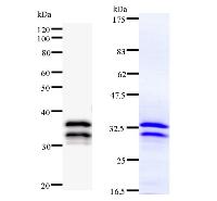NR4A1 / NUR77 Antibody - Left : Western blot analysis of immunized recombinant protein, using anti-NR4A1 monoclonal antibody. Right : CBB staining of immunized recombinant protein.