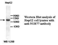 NR4A1 / NUR77 Antibody