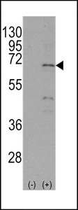 NR4A1 / NUR77 Antibody - Western blot of NR4A1 (arrow) using rabbit polyclonal NR4A1 Antibody (S351). 293 cell lysates (2 ug/lane) either nontransfected (Lane 1) or transiently transfected with the NR4A1 gene (Lane 2) (Origene Technologies).