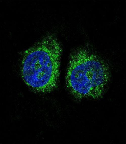 NR4A2 / NURR1 Antibody - Confocal immunofluorescence of NURR1 (NR4A2) Antibody with HeLa cell followed by Alexa Fluor 488-conjugated goat anti-rabbit lgG (green). DAPI was used to stain the cell nuclear (blue).