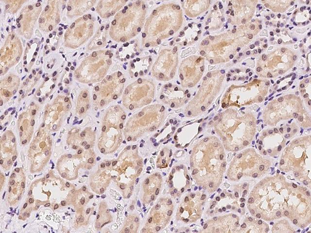 NR4A2 / NURR1 Antibody - Immunochemical staining of human NR4A2 in human kidney with rabbit polyclonal antibody at 1:100 dilution, formalin-fixed paraffin embedded sections.